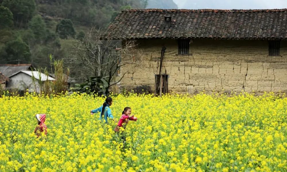 ha-giang-canola-flowers-and-highland-festivals